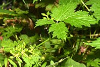 Actaea spicata